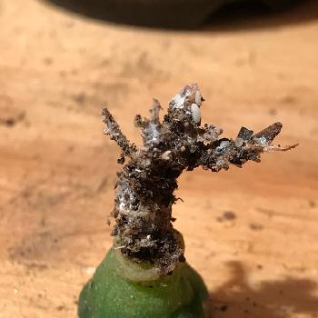サボテンの虫食い対策 害虫の駆除は意外と簡単