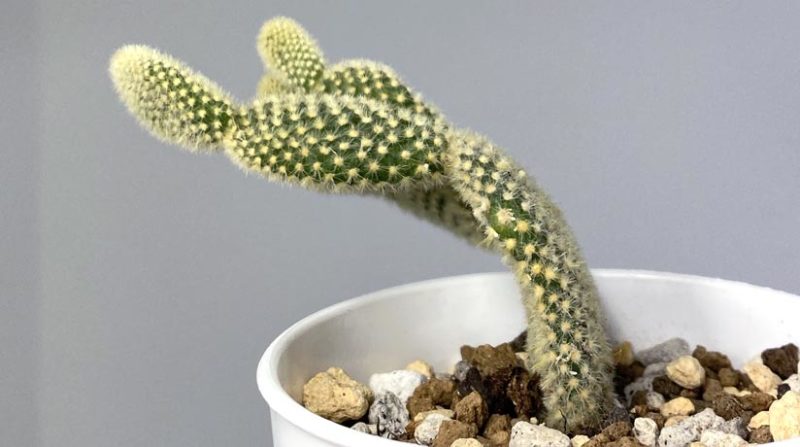 オプンチア バニーカクタス 白桃扇 の育て方 Ipponki Jp Plants Cactus Opuntia Microdasys Htmlオプンチア バニーカクタス 白桃扇 の育て方 Ipponki Jp Plants Cactus Opuntia Microdasys Htmlv さぼてんらぶ